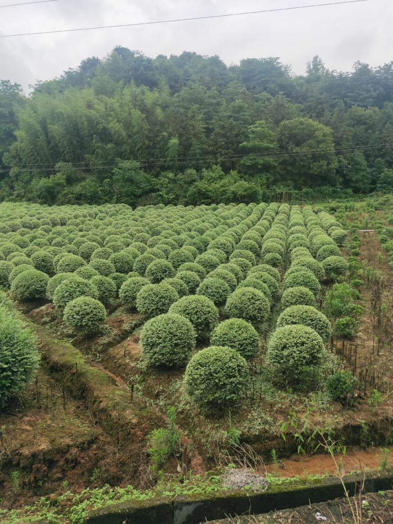 银姬小蜡，银姬小蜡，银姬小蜡，银姬小蜡，