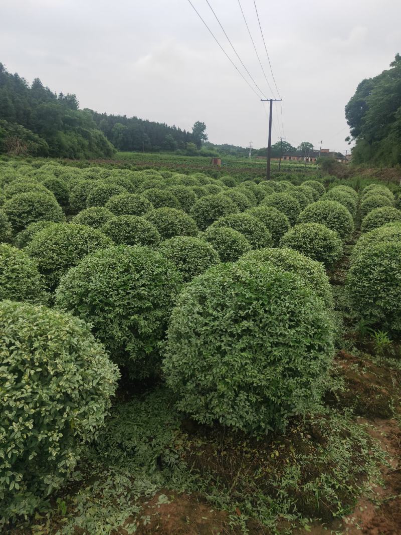 银姬小蜡，银姬小蜡，银姬小蜡，银姬小蜡，