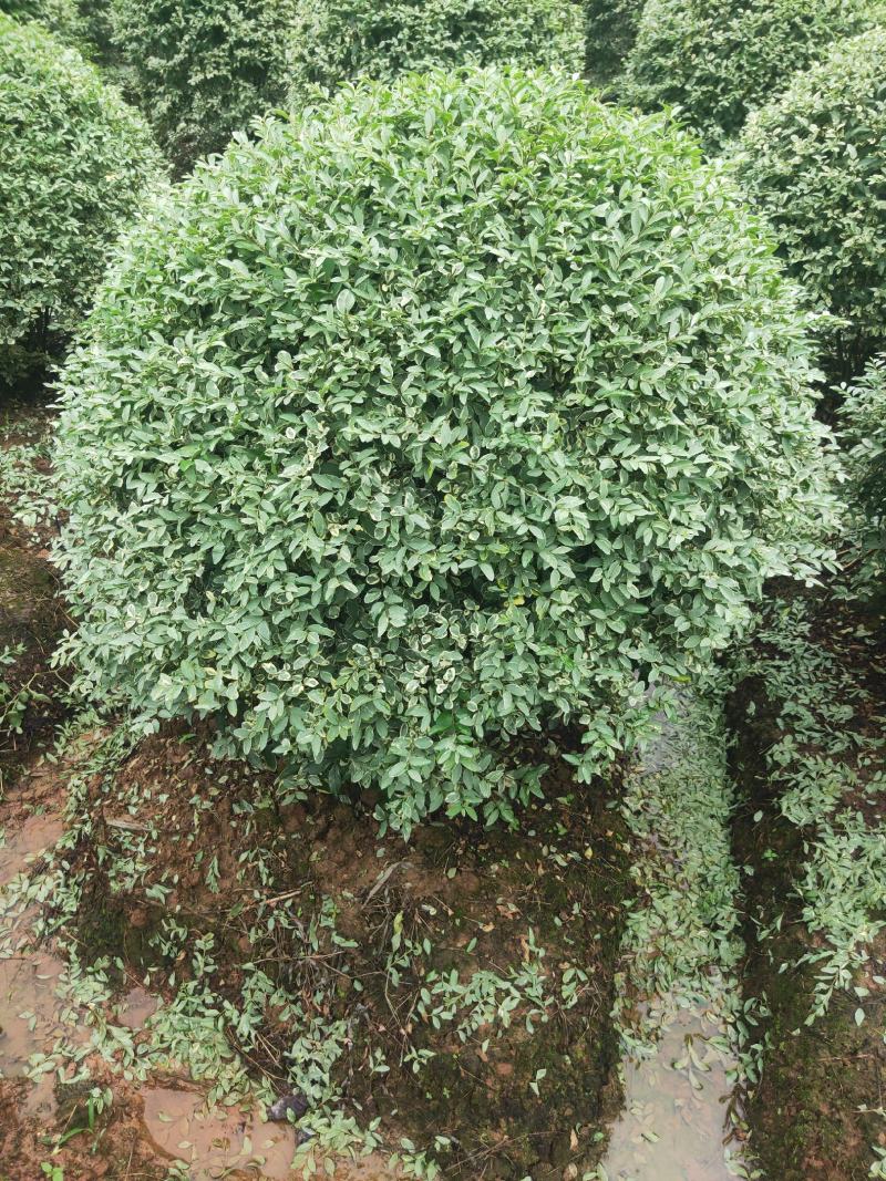 银姬小蜡，银姬小蜡，银姬小蜡，银姬小蜡，