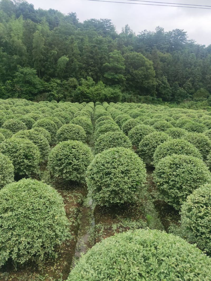 银姬小蜡，银姬小蜡，银姬小蜡，银姬小蜡，