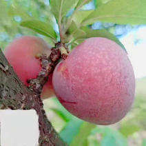 嵊州特产…桃形李，还有两个半月就可以吃了，有批发及零售！