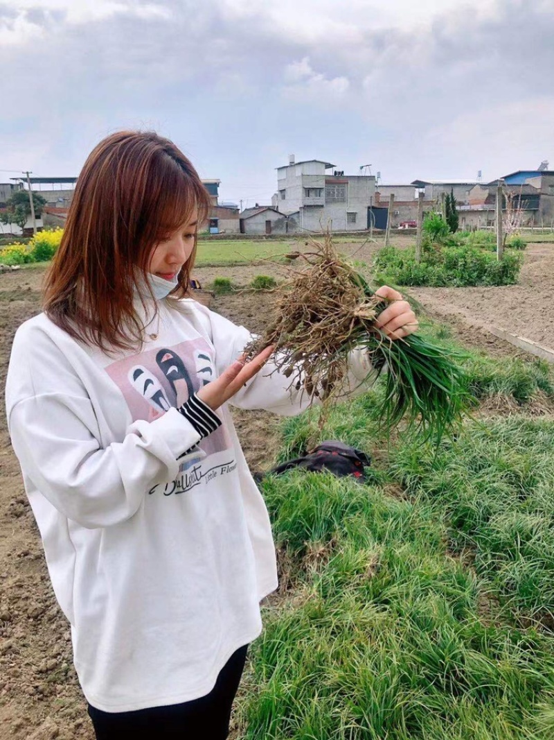 麦冬苗/小叶麦冬苗/草坪绿化苗/四川绵阳麦冬苗