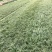 麦冬苗/小叶麦冬苗/草坪绿化苗/四川绵阳麦冬苗