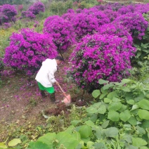 紫色三角梅安格斯新货大量供应现挖现发包成活包技术