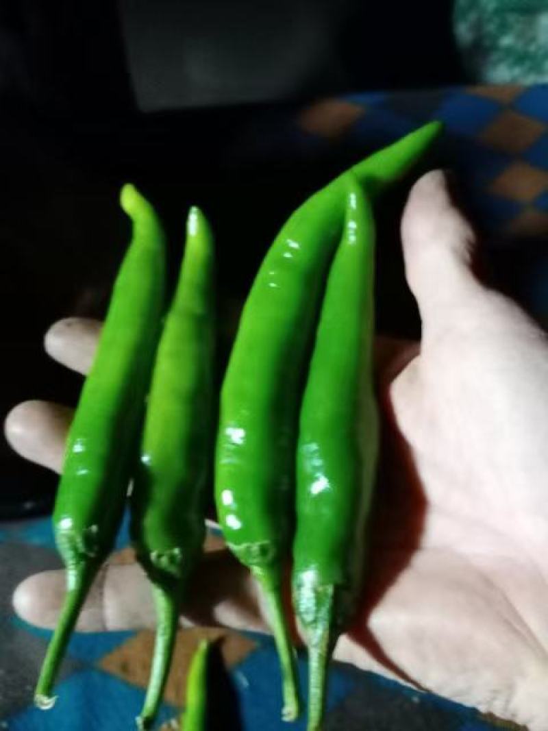 邯郸精品辣椒，主营长沙，南昌荆州，赣州，