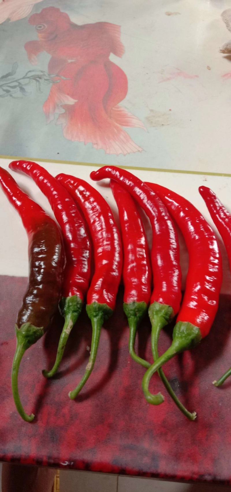邯郸精品辣椒，主营长沙，南昌荆州，赣州，