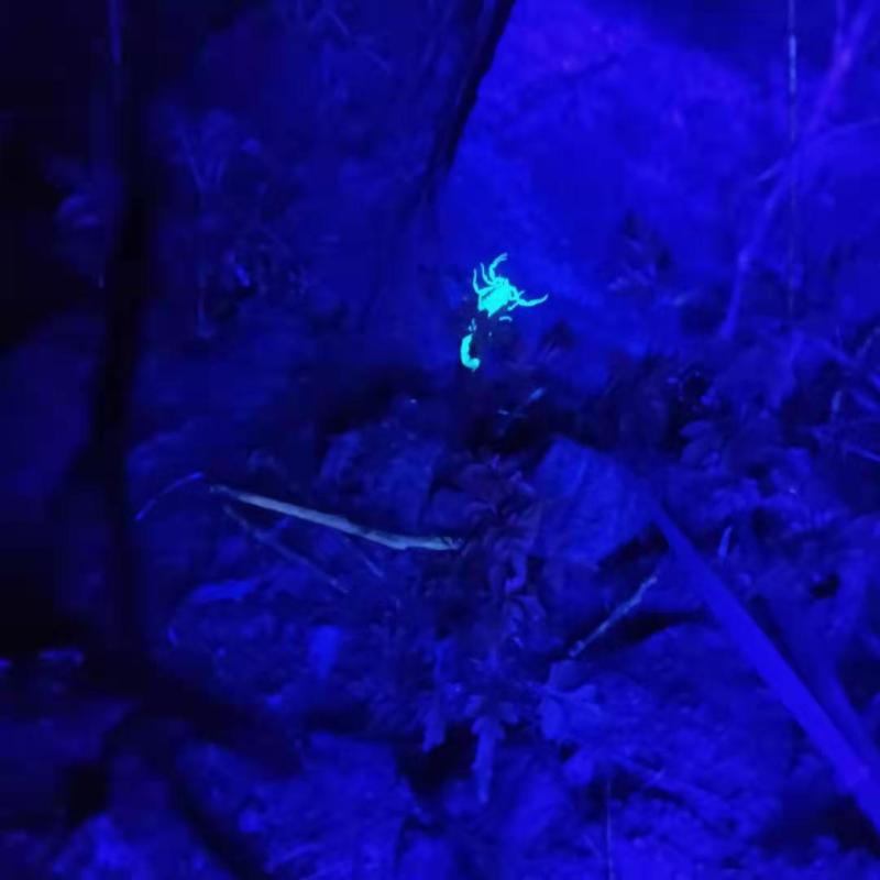 正宗沂蒙十足野生全蝎