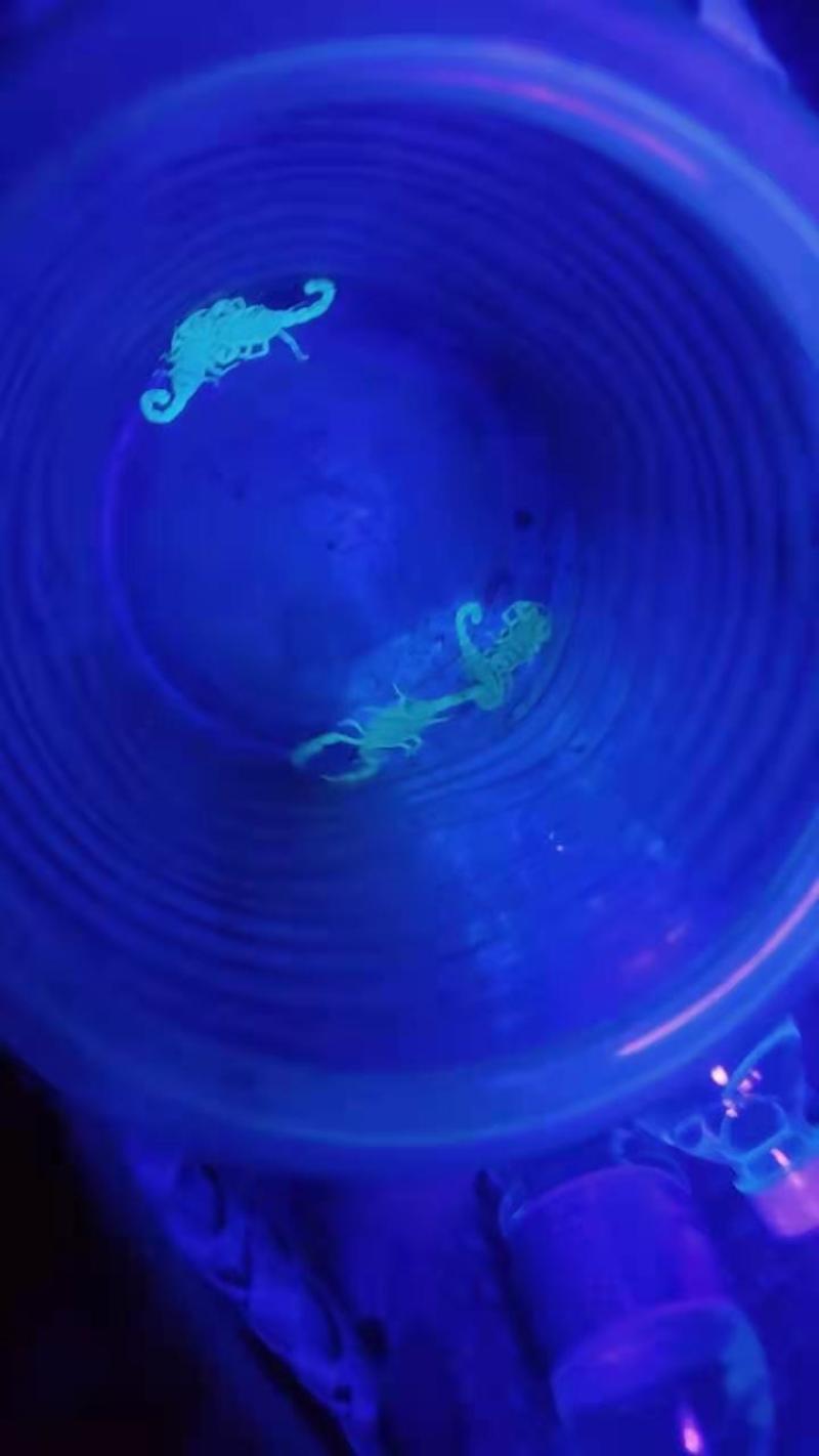 正宗沂蒙十足野生全蝎