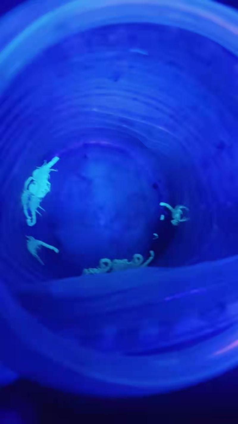 正宗沂蒙十足野生全蝎