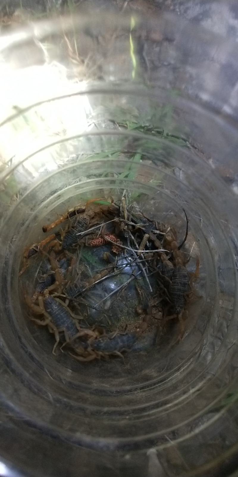 正宗沂蒙十足野生全蝎