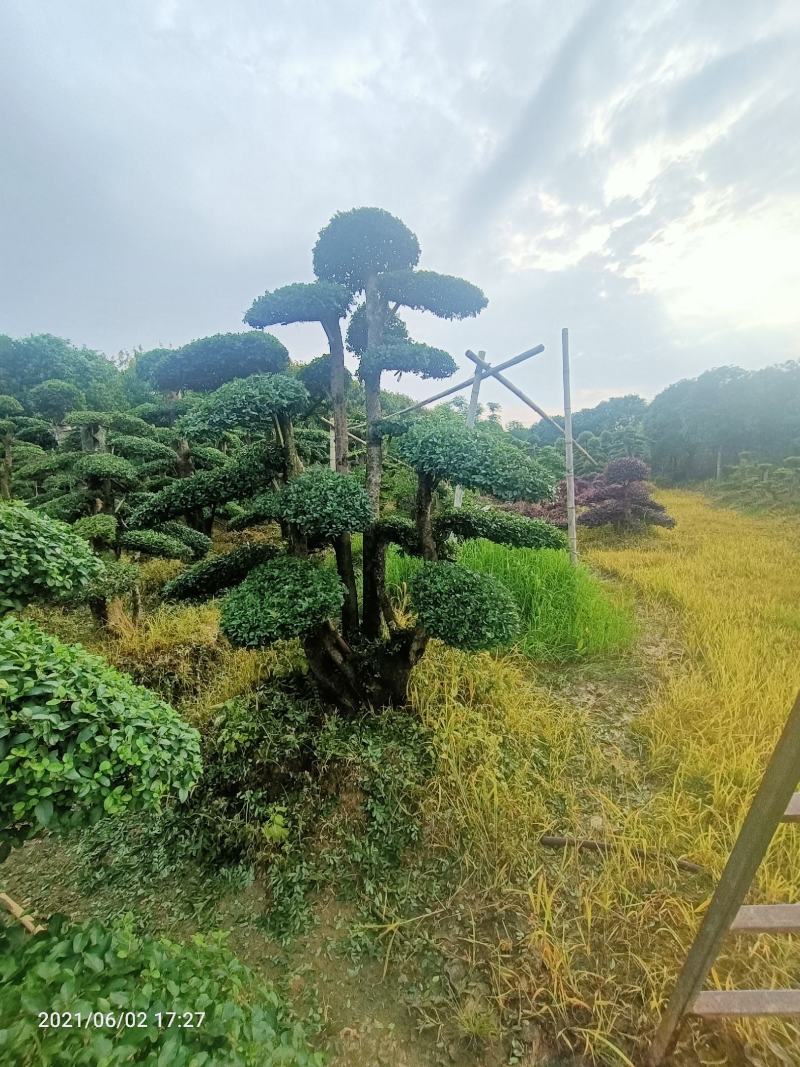 造型小叶榆树桩（造型优美叶片饱满）