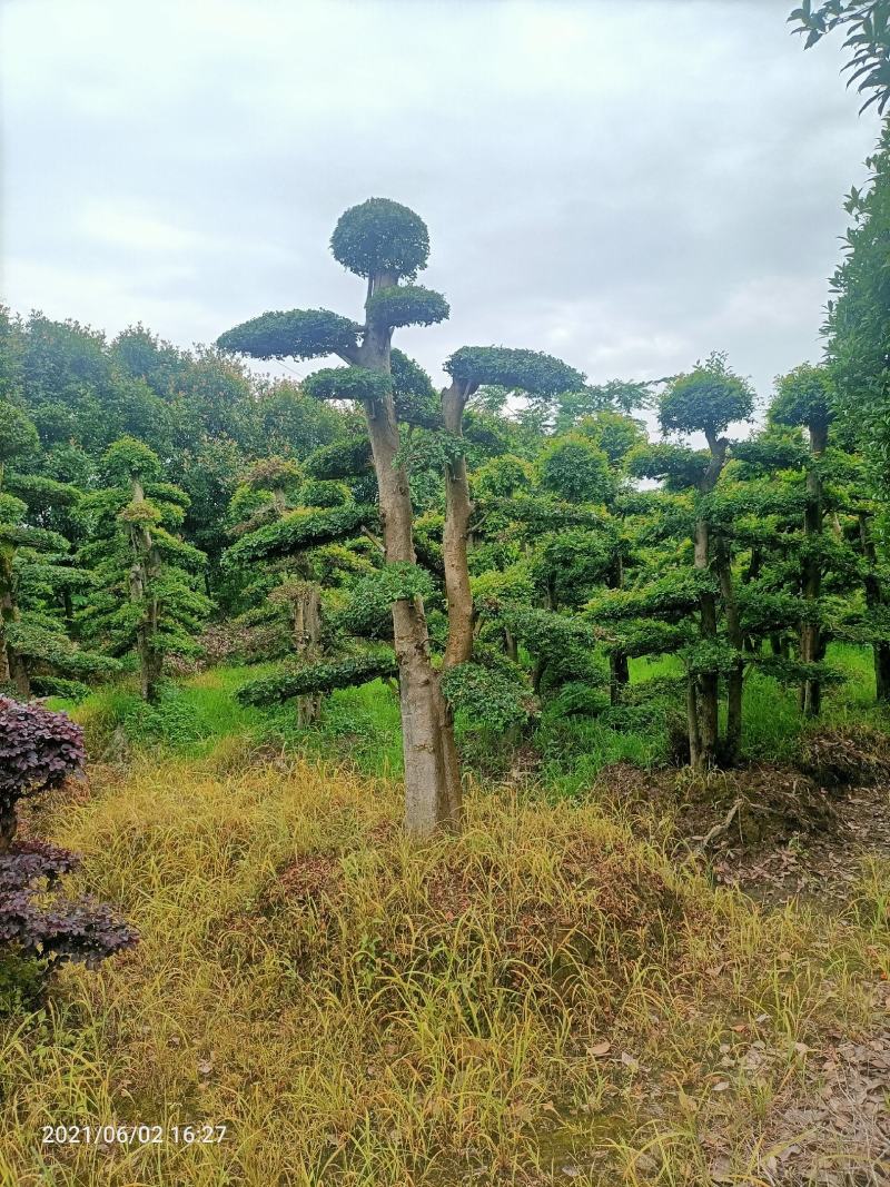造型小叶榆树桩（造型优美叶片饱满）