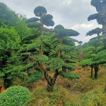 造型小叶榆树桩（造型优美叶片饱满）