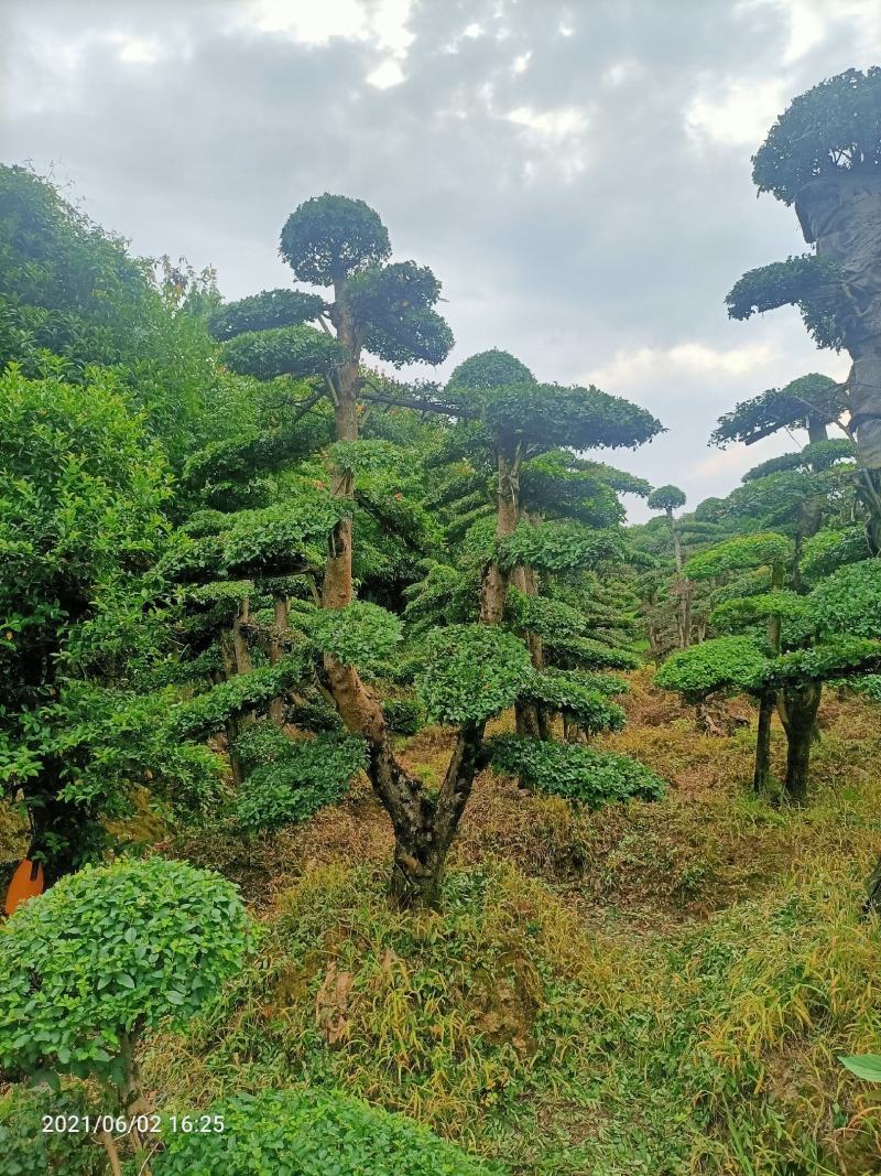 造型小叶榆树桩（造型优美叶片饱满）