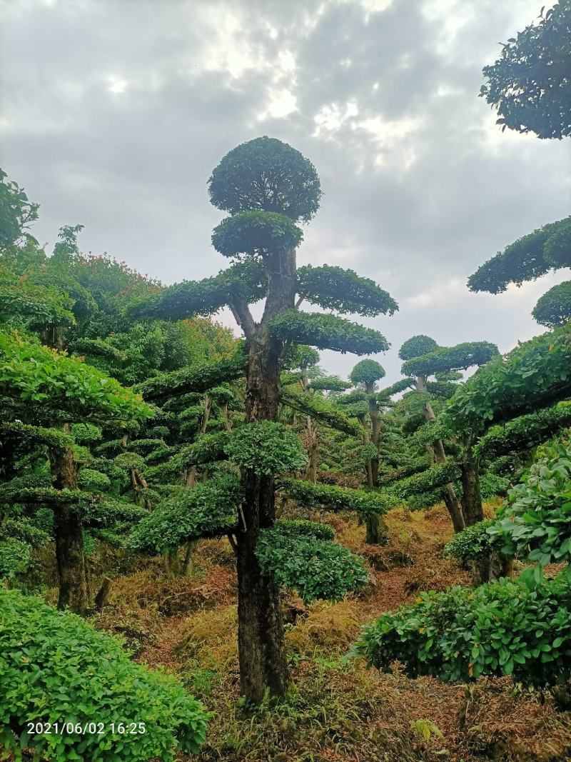 造型小叶榆树桩（造型优美叶片饱满）