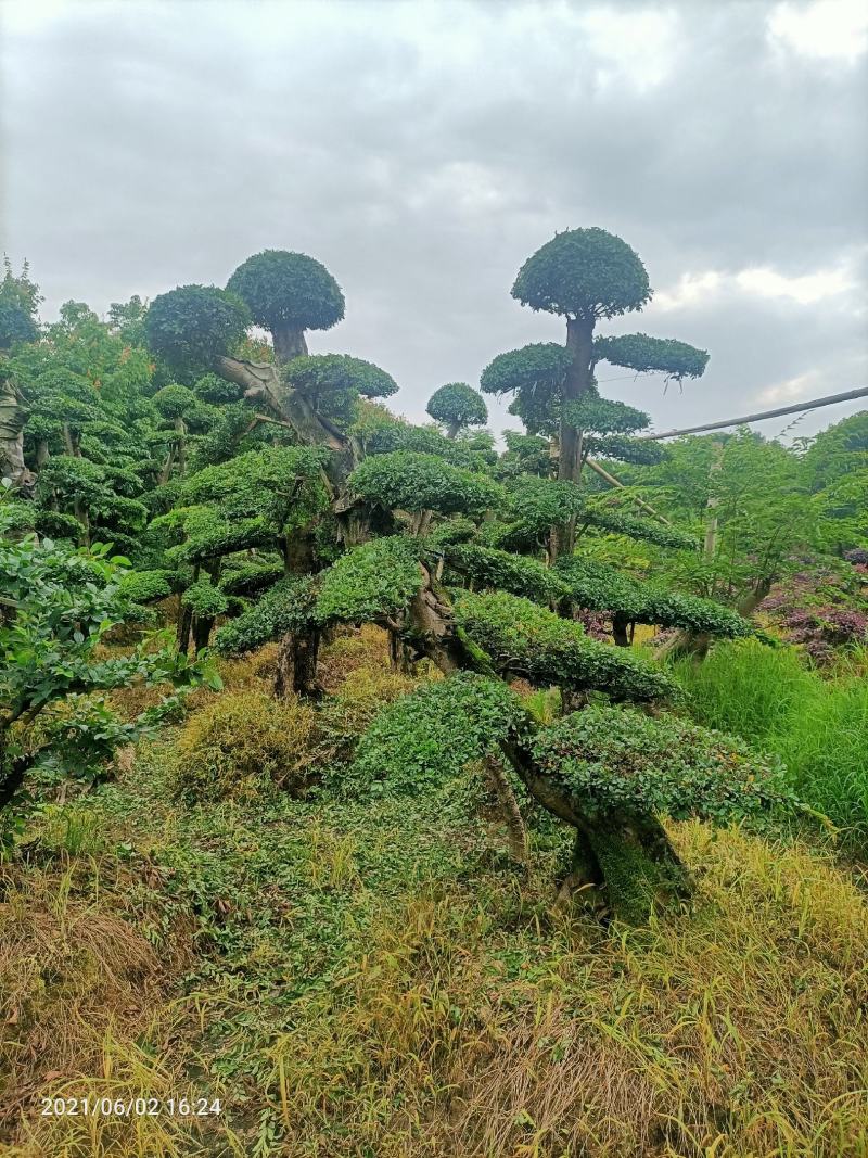 造型小叶榆树桩（造型优美叶片饱满）