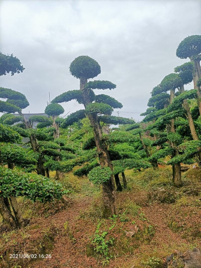 造型小叶榆树桩（造型优美叶片饱满）