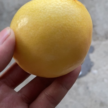 露天纯甜无酸黄油桃