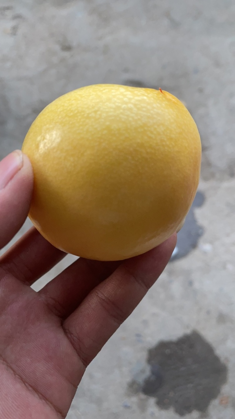 露天纯甜无酸黄油桃