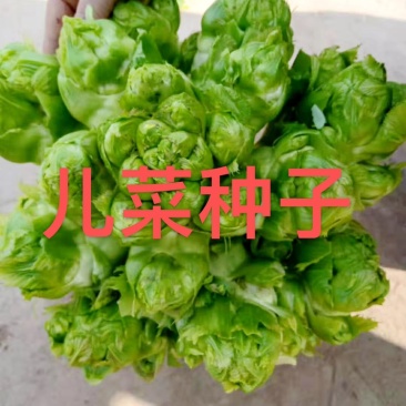 🇨🇳儿菜种子，娃娃菜种子，儿菜发源地种子，提供技术