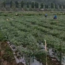 二荆条大量本地薄皮上市，货源充足需要的联系。