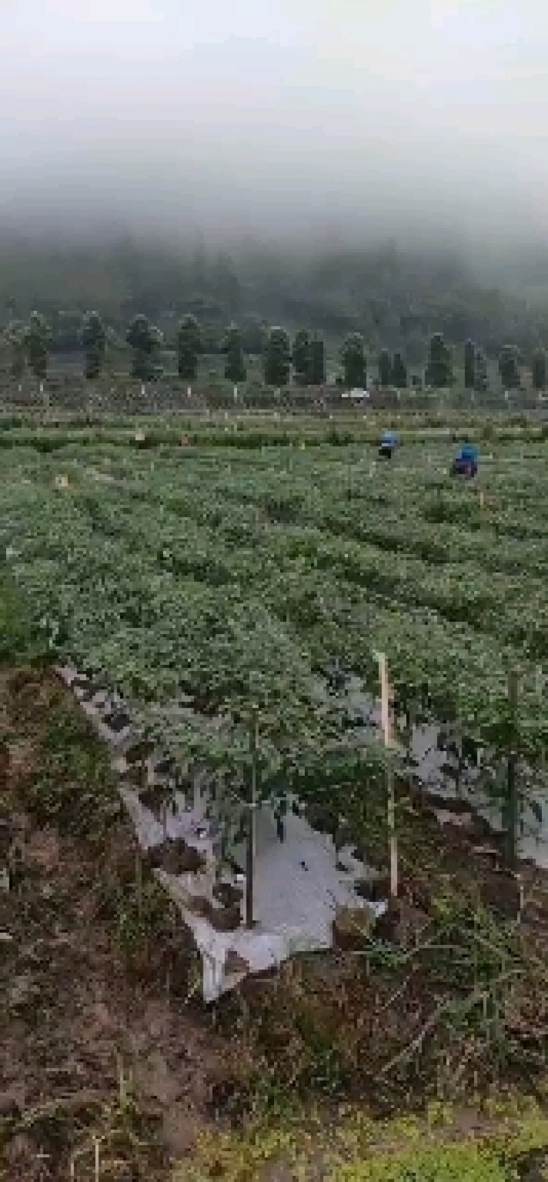 二荆条大量本地薄皮上市，货源充足需要的联系。