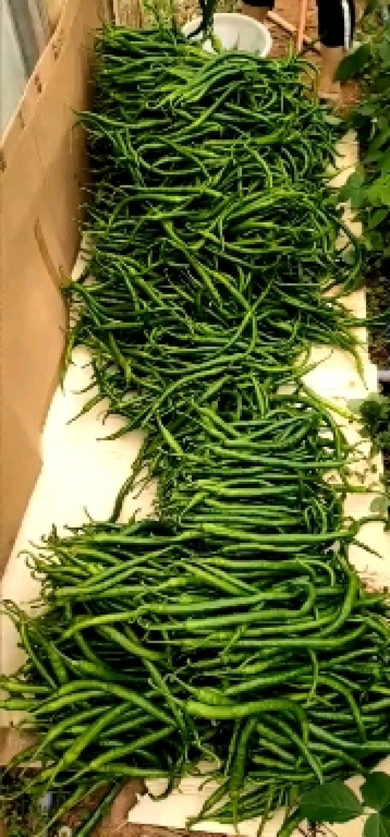 二荆条大量本地薄皮上市，货源充足需要的联系。