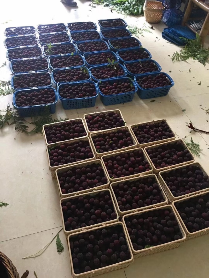 荸荠杨梅上市了个头大黑甜大量上市欢迎客商电话订货