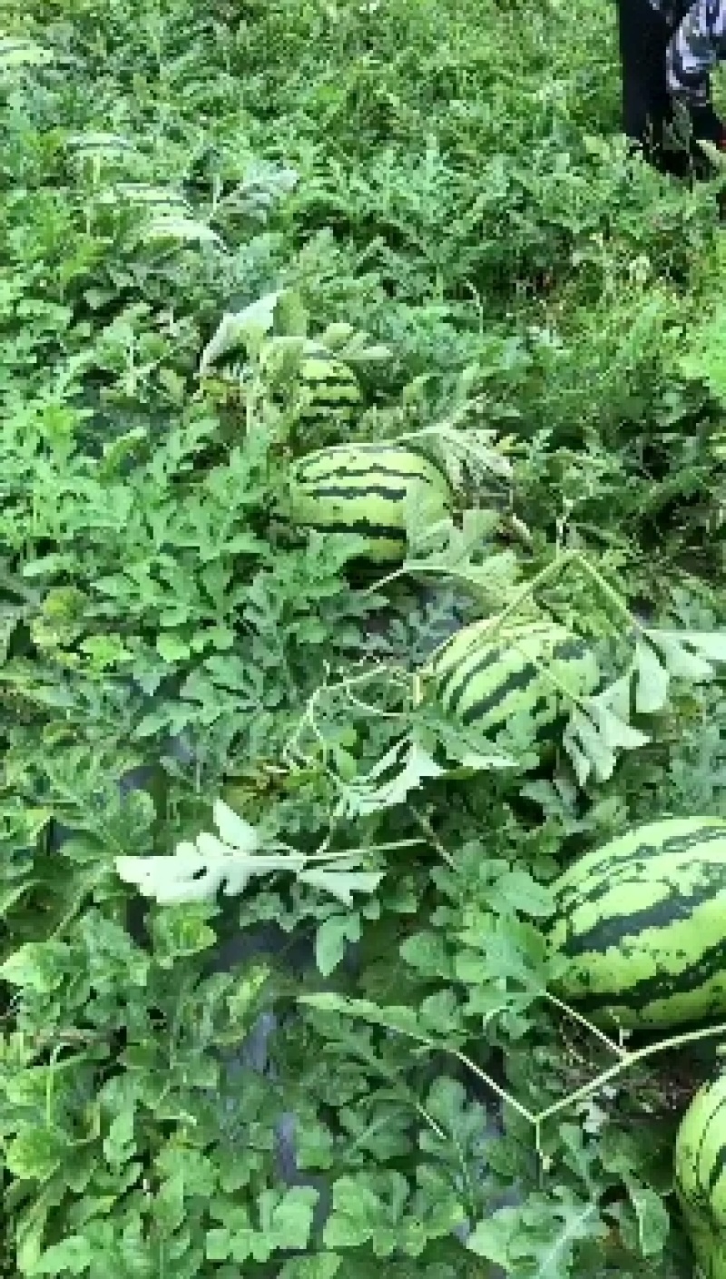 西瓜，本地山瓜抗病天龙，绿宝，甜度高，一手货源