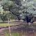 荸荠杨梅上市了个头大黑甜大量上市欢迎客商电话订货