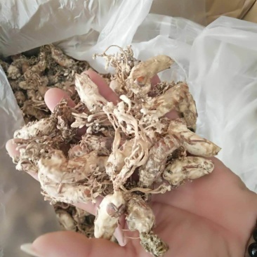 金蝉花