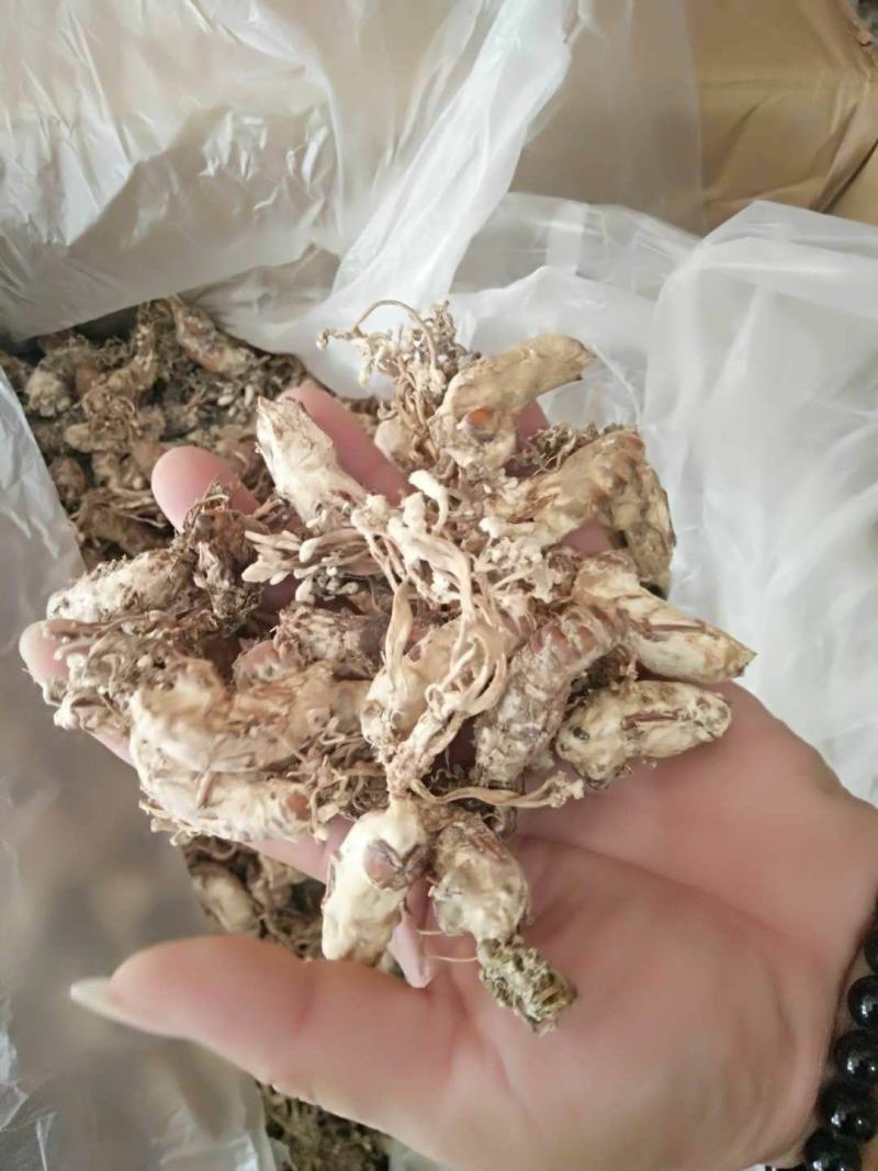 金蝉花