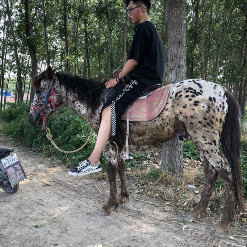 非常温顺的矮马可骑乘以调教喜欢联系