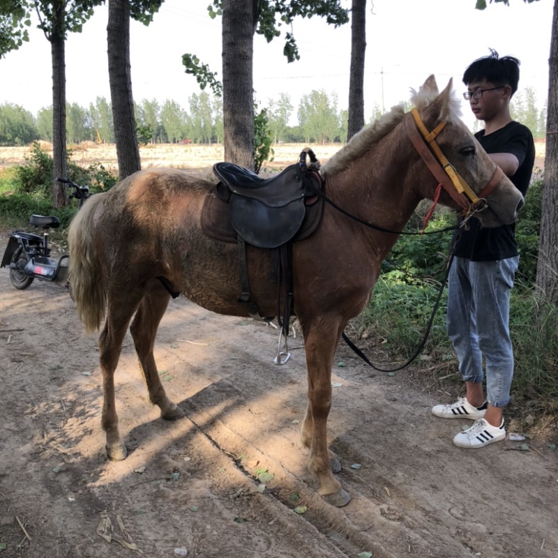 非常温顺的矮马可骑乘以调教喜欢联系