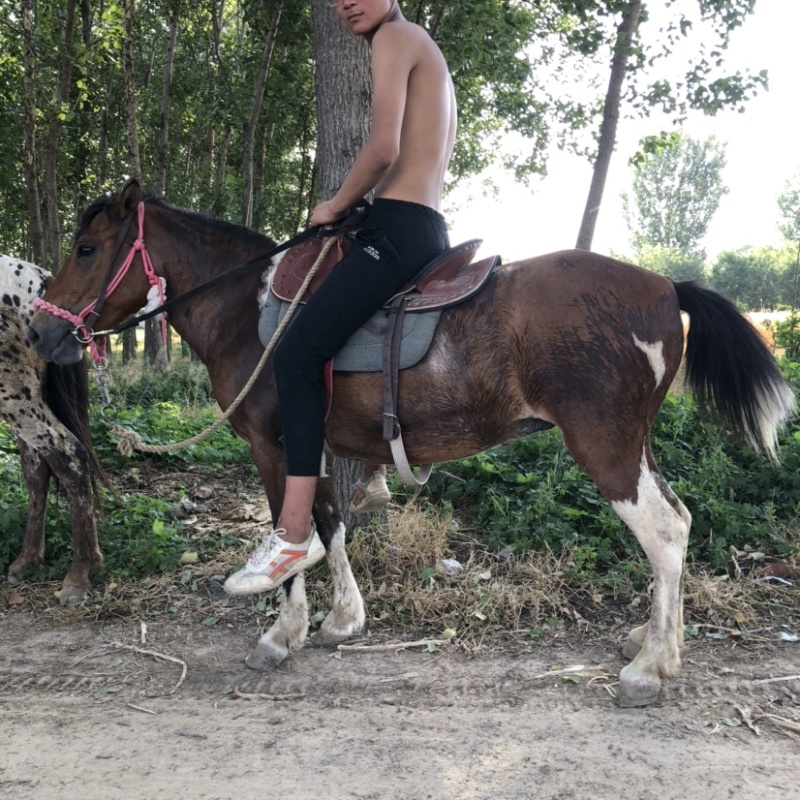 非常温顺的矮马可骑乘以调教喜欢联系