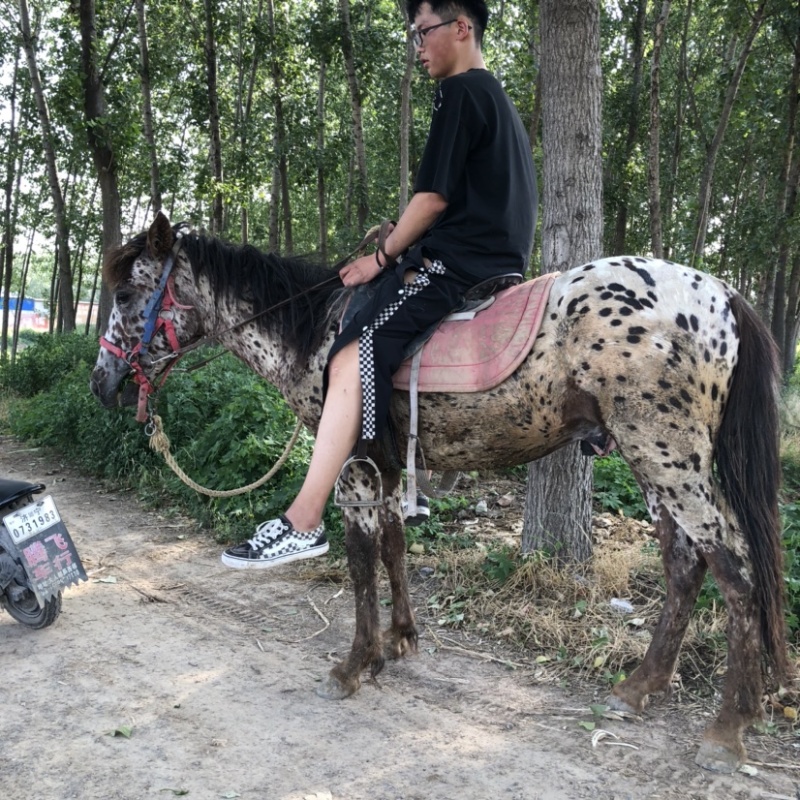 非常温顺的矮马可骑乘以调教喜欢联系