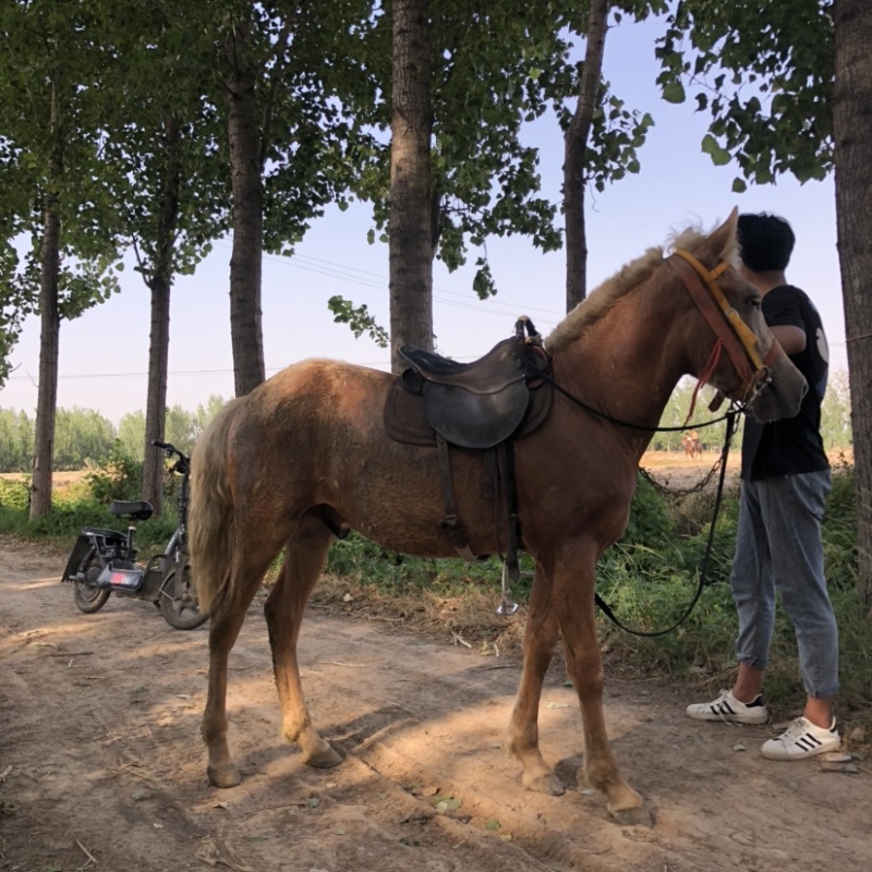 非常温顺的矮马可骑乘以调教喜欢联系