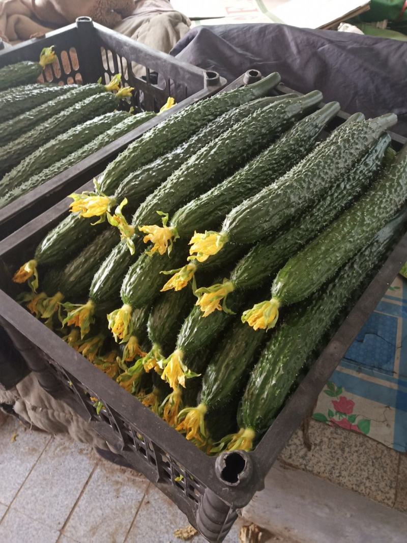 水黄瓜，黑黄瓜，大刺，产品同优，大量上市，