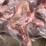 热销羔羊前腿各种规格纯干纯瘦可全国发货基地直发一手货源
