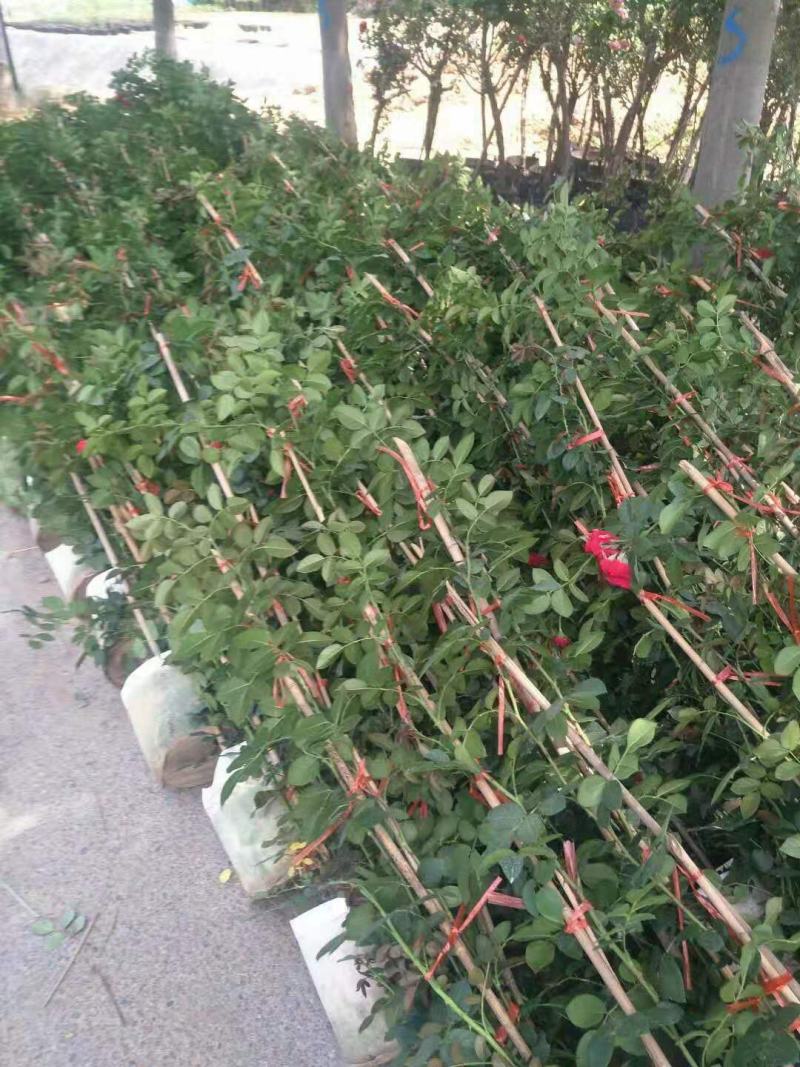 月季（弗洛伊蒂娜）