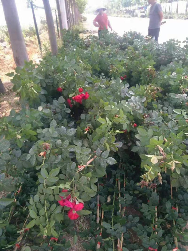 月季（弗洛伊蒂娜）