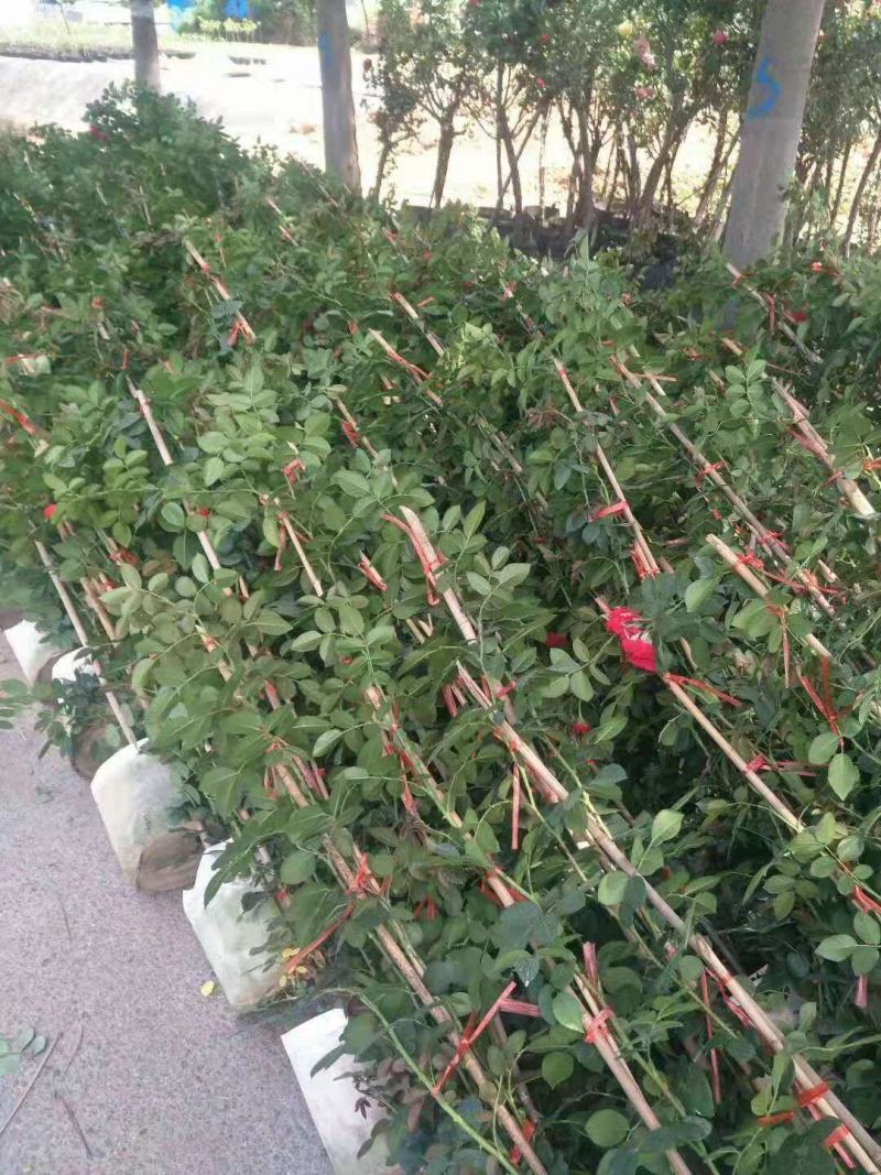 月季（弗洛伊蒂娜）