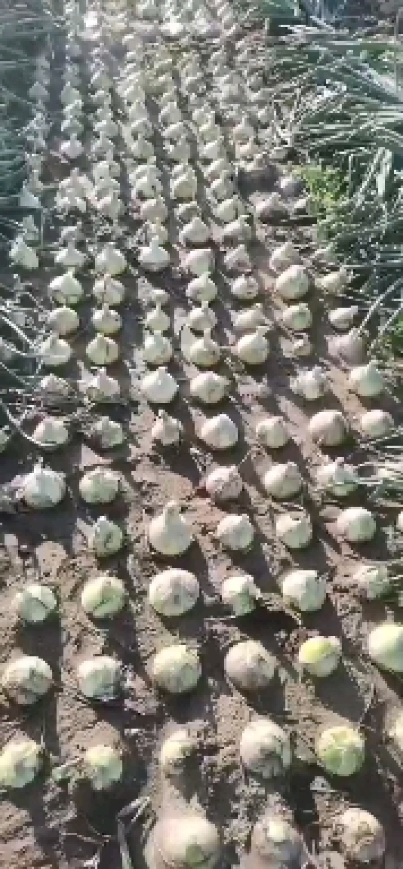 黄洋葱.紫洋葱大量上市.质量好品质优