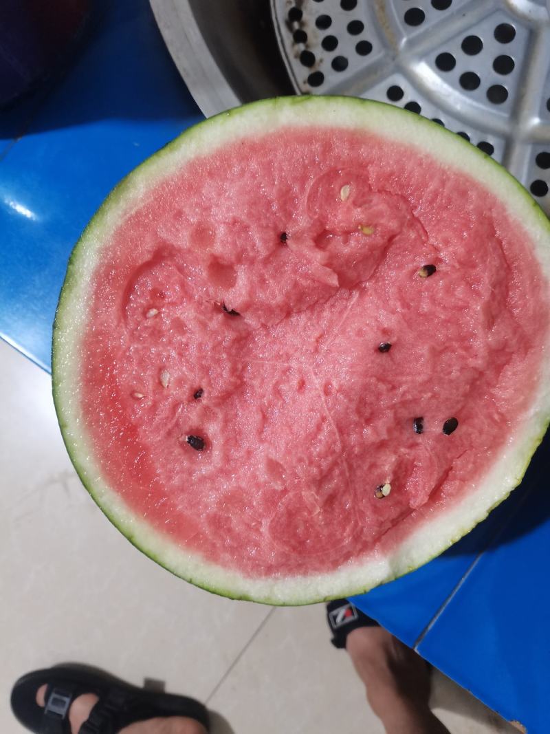 辽宁盖县西瓜大量上市锦王甜王