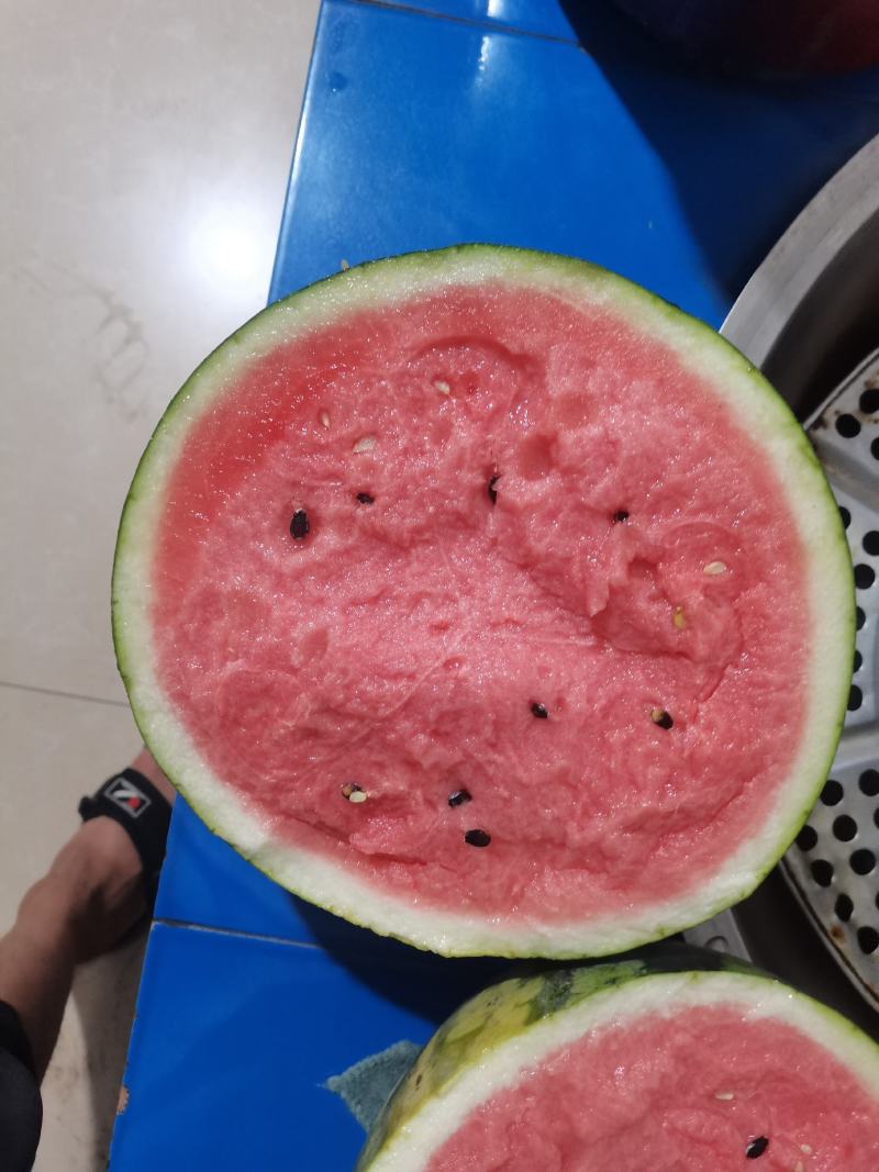 辽宁盖县西瓜大量上市锦王甜王