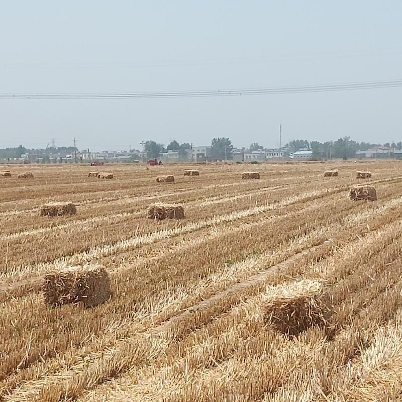小麦秸秆2022年麦秸杆大量上市基地供应量大从优