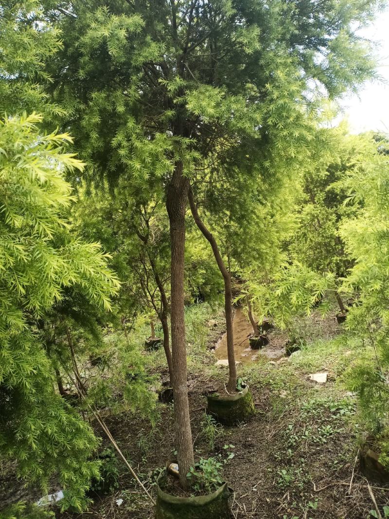 黄金香柳出售