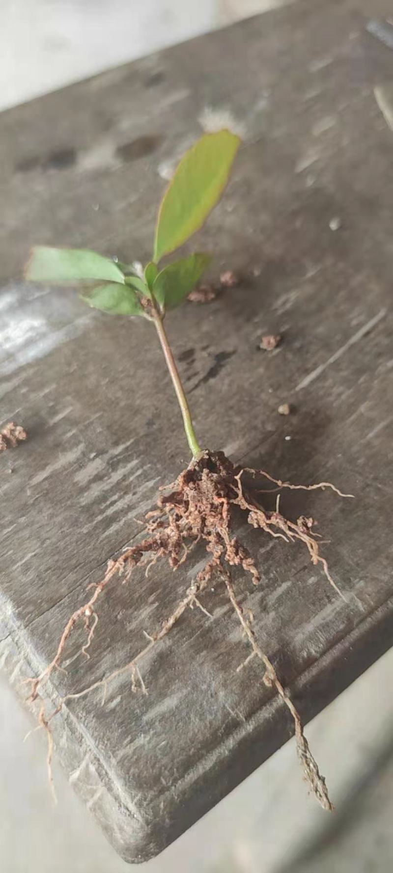 木荷芽苗，江西木荷苗，自家苗圃直供，根系发达