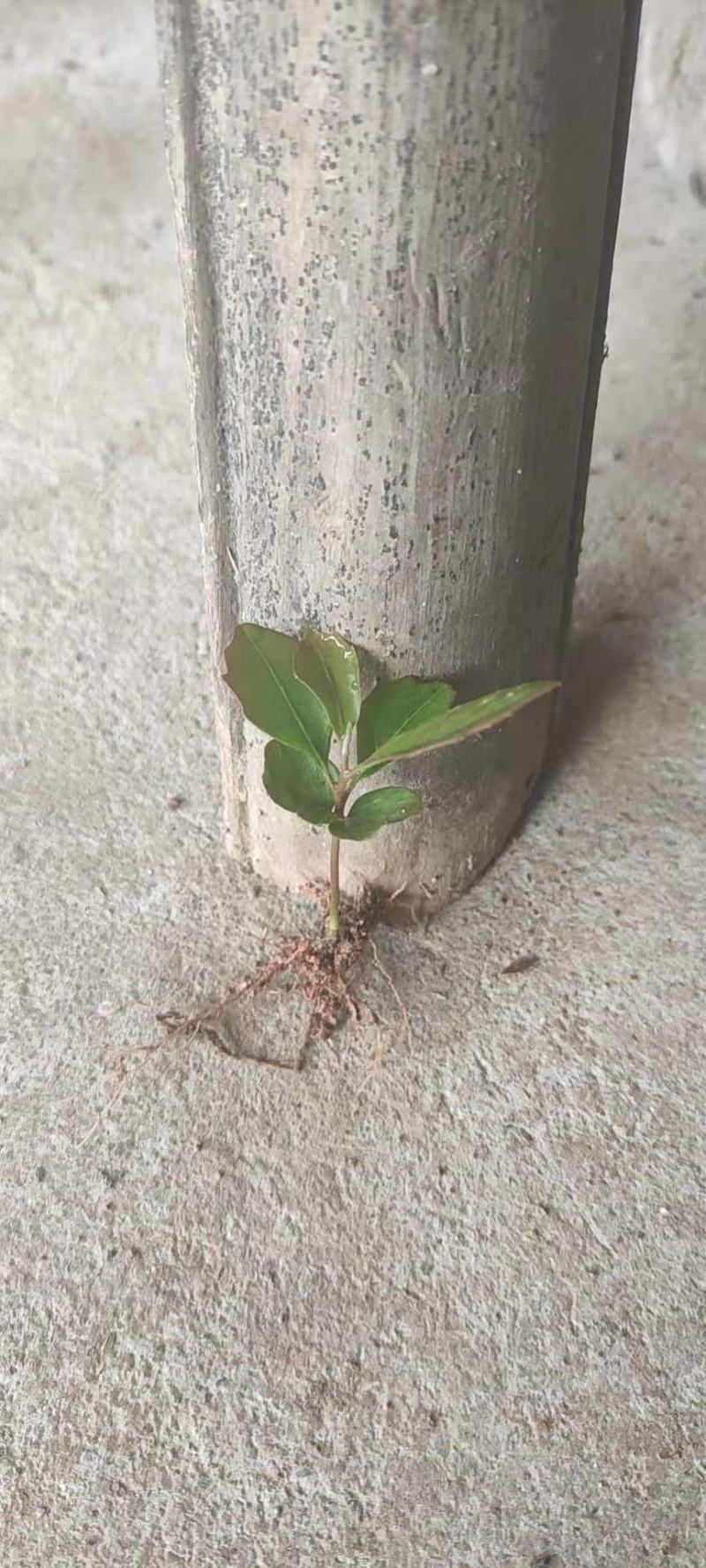 木荷芽苗，江西木荷苗，自家苗圃直供，根系发达