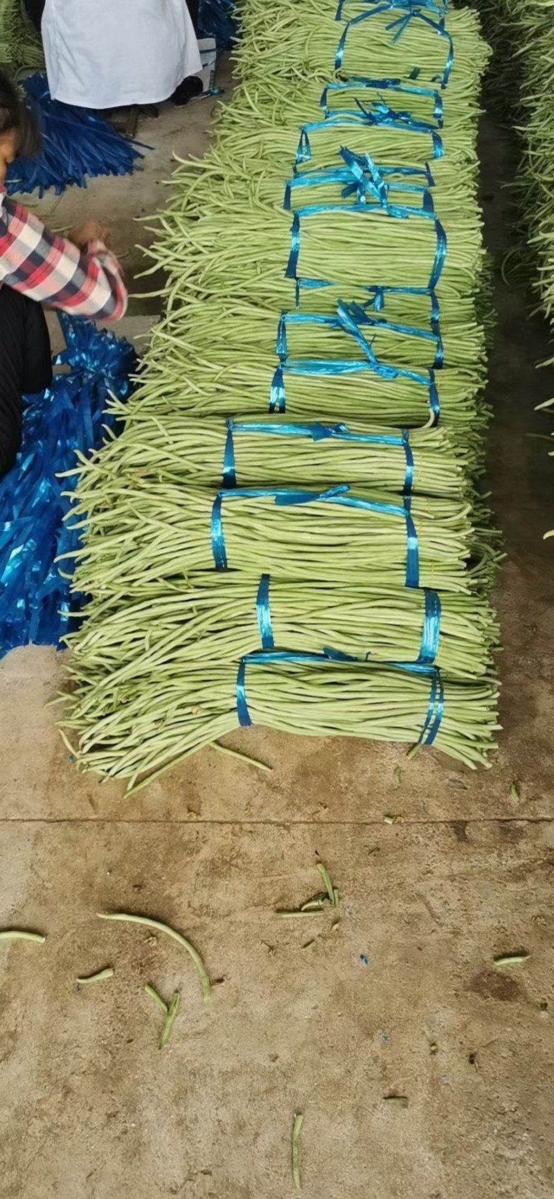 青豆角大量上，质量很好，需要的老板请联系。